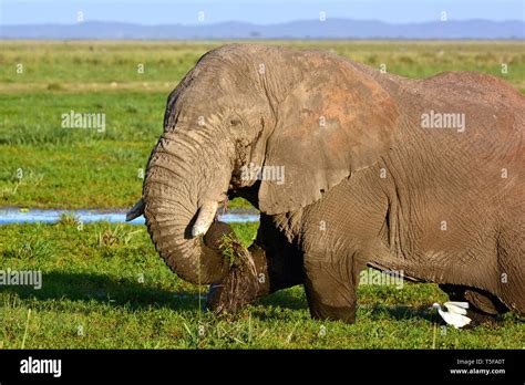 African Bush Elephant African Savanna Elephant Afrikanischer Elefant