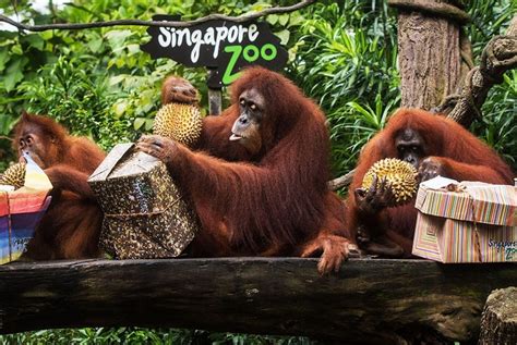 Singapore Zoo Singapore Timings Safari Cost Best Time To Visit