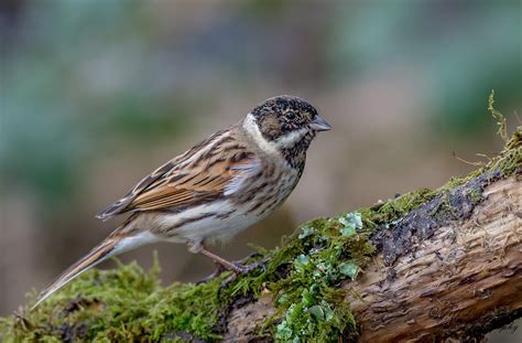 Jwl2474 Reed Bunting Reed Bunting Emberiza Schoeniclus Flickr