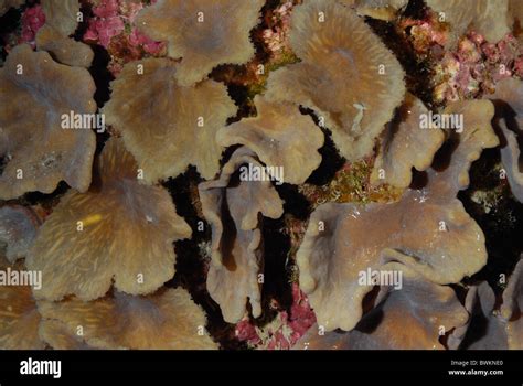 Sinularia Dura Cabbage Leather Coral Alcyoniidae Menjangan Island