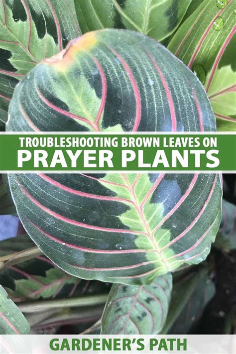 Plant Leaves Turning Brown Artofit