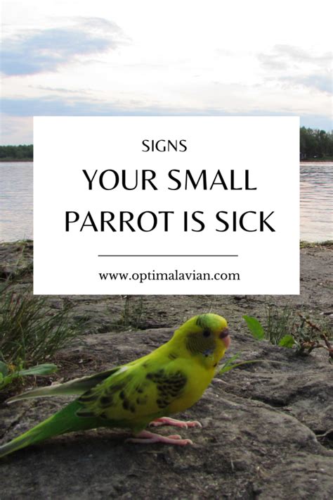 Signs Your Parrot Is Sick Optimal Avian