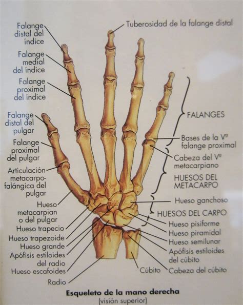 La Anatomia De La Mano