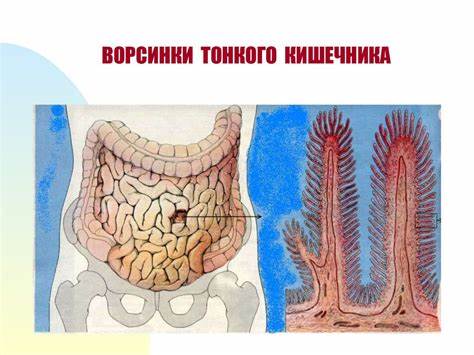 Физиология питания диета Физиология питания и пищеварения. Пищеварение в полости рта - online Физиология питания и пищеварения. Пищеварение в полости рта - online Физиология питания диета