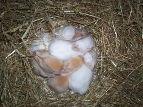 Rüde hündin pubertät zuchtreife zyklus läufigkeit kastration markieren. ab wann sind babys selbstständig? - Kaninchen