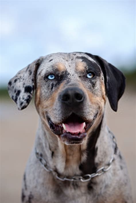 Catahoula Leopard Dog Temperament History And Information