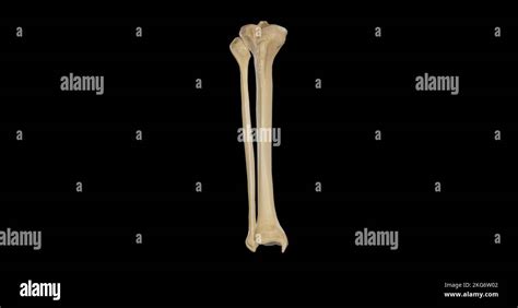 Anterior View Of Bones Of Right Leg Stock Photo Alamy