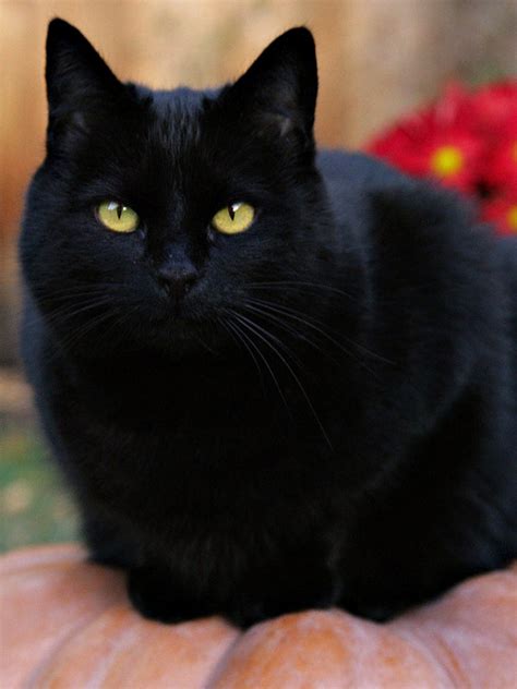 Free Download Cute Black Cats Wallpapercute Black Cat