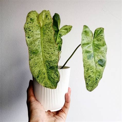 15 Variegated Houseplants You Need In Your Life In 2020 Variegated