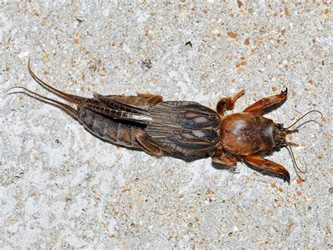 Unlike many crickets, the female mole crickets show some degree of maternal care and remain in the burrow guarding the eggs and protecting the nymphs. Mole Cricket | Animal Planet's The Most Extreme Wiki | Fandom