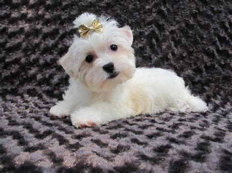 The boisterous and vocal nature of this. Rare All White AKC Reg. Yorkshire Terrier Yorkie Puppy for ...