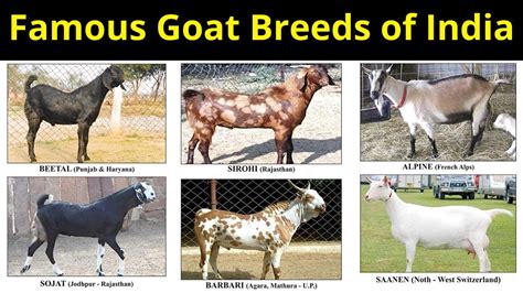 Famous Goat Breeds Of India Most Demanding Goat Breeds For Milk And