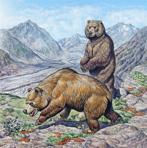 Cave Bears Ursus Spelaeus From The Pleistocene Of Europe And Western