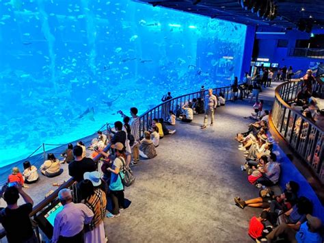 Sea Aquarium Singapore Review And How To Go Guide