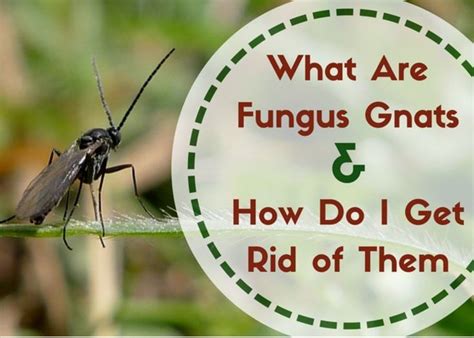 Fungus Gnats Where Do These Little Flying Bugs Come From In 2020