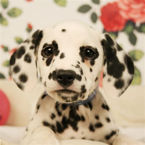 Wag n' wash in phoenix offers a large. Dalmatian Puppies For Sale | Available in Phoenix & Tucson, AZ
