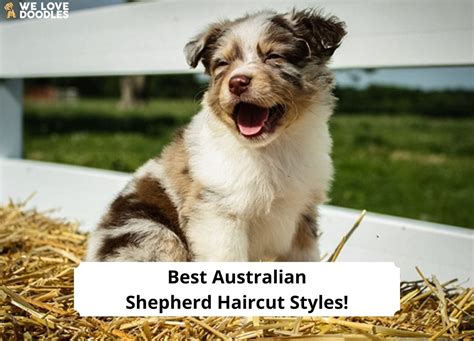 10 Best Australian Shepherd Haircut Styles With Pictures 2023 We Love Doodles