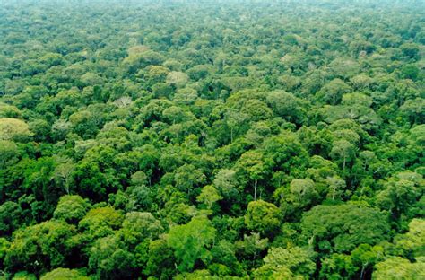 Quais São As Principais Ameaças A Floresta Amazônica