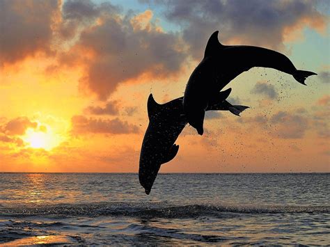 Dolphin Sunset Wallpapers Top Free Dolphin Sunset Backgrounds Wallpaperaccess