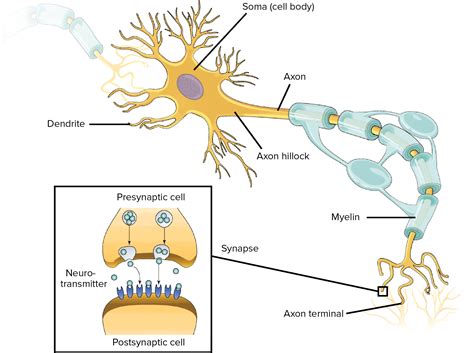 Nervous System Overview