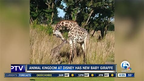 Giraffe Born At Disney Worlds Animal Kingdom