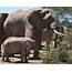 Bull Elephants Display ‘Mothering Behavior’ Toward Orphaned Calves 
