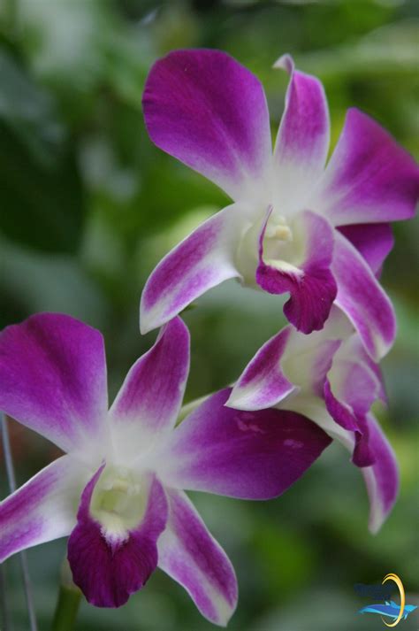 The tropical weather conditions in the Florida Keys are perfect for