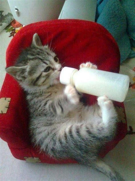 Kitten With Bottle T Pinterest