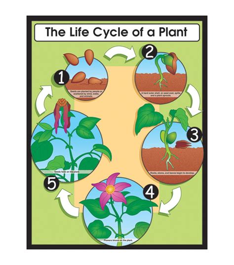Carson Dellosa The Life Cycle Of A Plant Chart 6pk In 2020 Life