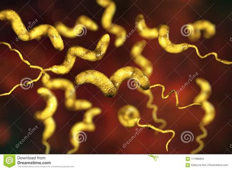 Campylobacter Bacteria The Causative Agent Of Food Infections Stock