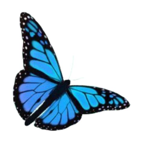Blue Aesthetic Butterfly Png Largest Wallpaper Portal