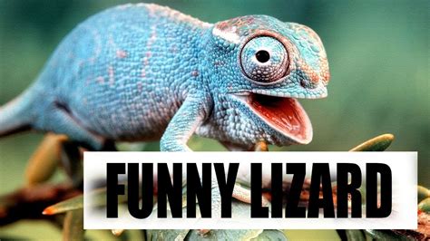 Funny And Cute Lizard Reptile Try Not To Laugh Video 2018 Youtube