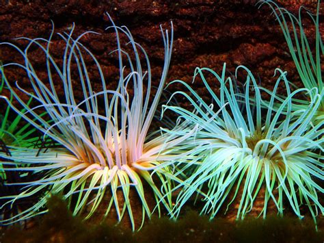 Fantastic Colors Of Sea Anemones Underwater Creatures Underwater Life