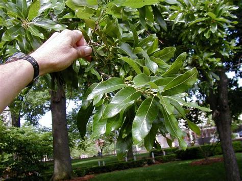 Virtually every part of the tree is known to have. Native Trees for Missouri Landscapes