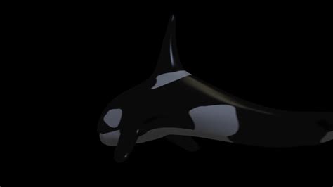 orca killer whale animation youtube