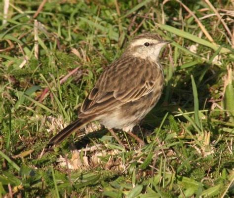 Australasian Pipit Anthus Novaeseelandiae