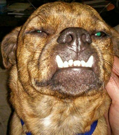 Free Stock Photo Of Canine Dog Smile