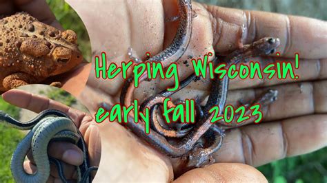 Catching Salamanders Snakes And Frogs In The Wild Herping Wisconsin