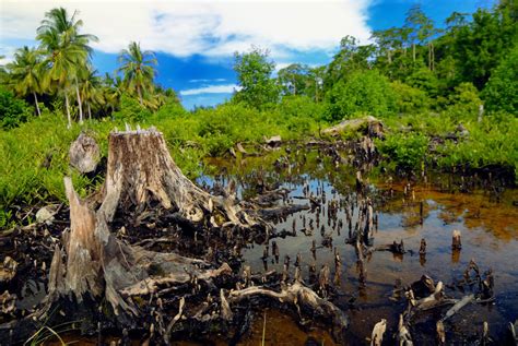 Aktiviti penebangan hutan.langkah ini telah. Cara Hidup Sehat: Dampak positif dan negatif globalisasi ...