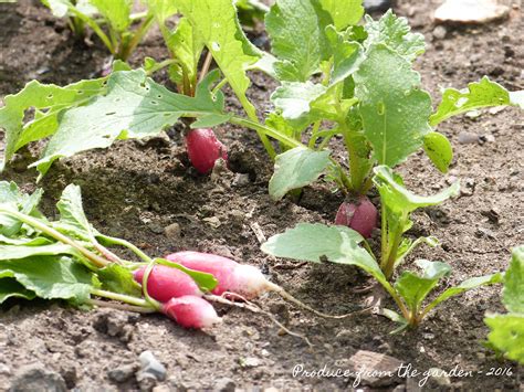 Have a kitchen garden created by the houston kitchen garden experts that only use custom materials and local and organic soil, plants and seeds. A May harvest from the kitchen garden