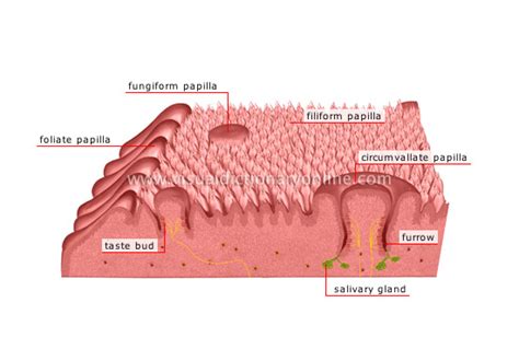 Why Does This Taste So Good Siowfa15 Science In Our