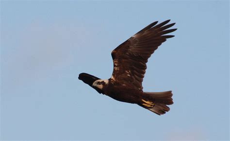 Busard des roseaux / western marsh harrier / circus aeruginosus. Busard des roseaux | Balade : Randonnée près de chez vous