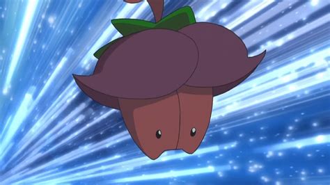 Verona Pokémon Wiki Fandom Powered By Wikia