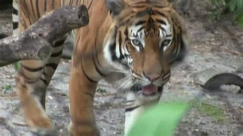 Video Florida Zookeeper Killed By Rare Tiger Youtube
