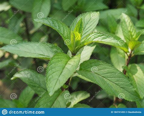 Peppermint Plant Mentha Piperita Stock Image Image Of Balsamea