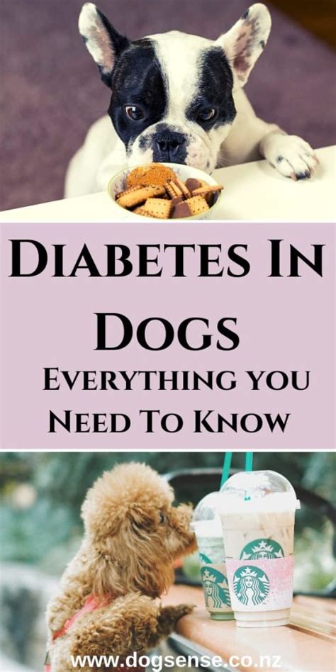 Diabetes In Dogs How You Can Both Cope With It Dog Sense Nz