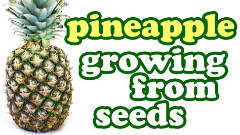 How To Grow A Pineapple Plant From Seeds Growing Pineapples Fruit Trees Tropical Fruits