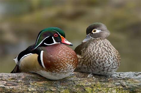 Wood Duck Facts Habitat Diet Call Migration And Pictures