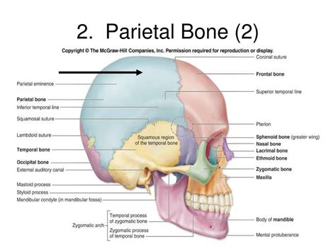 Joins The Parietal Bones Together