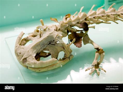 Skeleton Of Japanese Giant Salamander Hi Res Stock Photography And